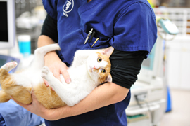 加賀おかだ動物病院_イメージカット