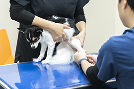 加賀おかだ動物病院_イメージカット